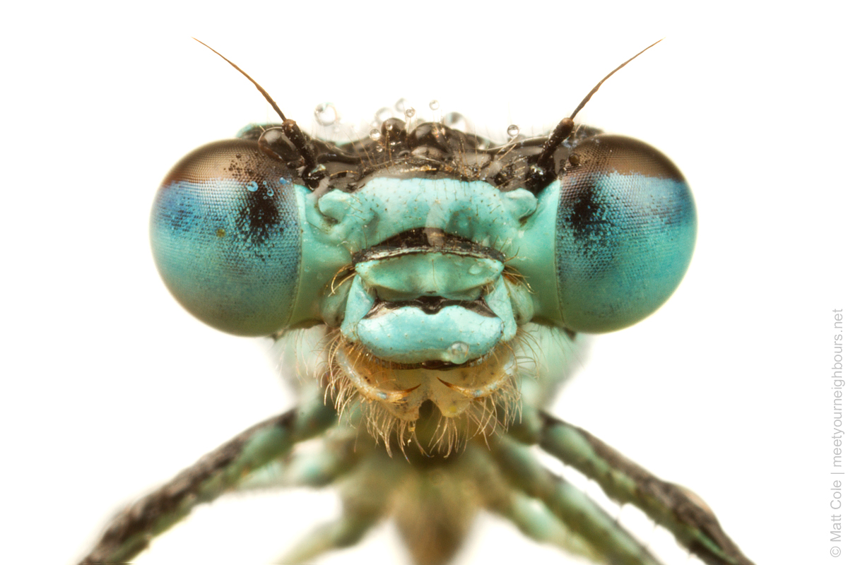 MYN Azure Damselfly close-up